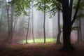 Mystic forest during a foggy day Royalty Free Stock Photo