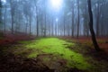 Mystic forest during a foggy day Royalty Free Stock Photo