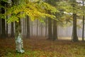 Autumn landscape. Mystic colored foggy forest