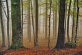 Autumn landscape. Mystic colored foggy forest Royalty Free Stock Photo