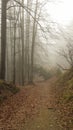 Fog over a mountain path in a forest Royalty Free Stock Photo