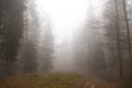 Fog over a mountain path in a forest Royalty Free Stock Photo