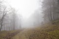 Fog over a mountain path in a forest Royalty Free Stock Photo