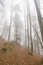 Fog over a mountain path in a forest Royalty Free Stock Photo