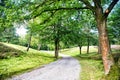 Mystic forest path with intersting Royalty Free Stock Photo