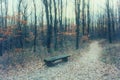 Mystic forest with pathway, bare trees and fallen leaves