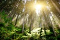 Mystic Forrest Royalty Free Stock Photo