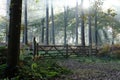 Mystic forrest ,magic light in autumn forrest Royalty Free Stock Photo