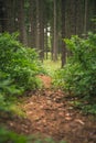 Mystic forrest path spooky creepy trail cloudy summer Royalty Free Stock Photo