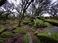 Mystic green ancient forest stones