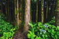 mystic green forest in Azores