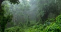 mystic green forest in the foggy morning