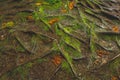 Mystic green forest ground with roots on Soa Miguel, Azores, Portugal