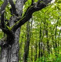 Mystic green forest