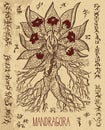 Mystic illustration with mandragora magic root and occult symbols.