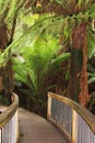 Mystic jungle trail along the Great Ocean Road, Australia