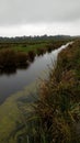 Mystic landscape, mystical swamp, landscape, nature, marsh plants. Gray and silver sky. Royalty Free Stock Photo