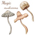 Mystic mushrooms, potion making, witch supplies, toadstools
