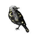 Mystic night bird with space sky, stars, moon. Watercolor design for universe tattoo, fantasy card