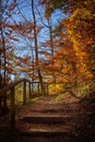 Mystic path in autumnal forest Royalty Free Stock Photo