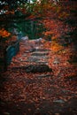 Mystic path in the forest of Canada Royalty Free Stock Photo