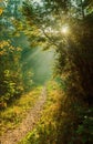 Mystic path in the forest Royalty Free Stock Photo