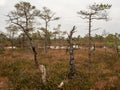 Mystic Patterns: A Textured Tree in the Enigmatic Autumn Swamp