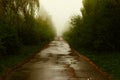 Mystic road in fog in summer Royalty Free Stock Photo