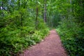 Mystic road in the forest 2 Royalty Free Stock Photo