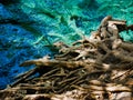Mystic roots over turquoise water.