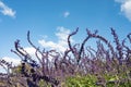 Mystic spires blue sage flowers and blue sky with clouds