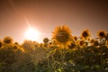 Mystic sunflowers Royalty Free Stock Photo