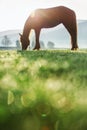 Mystic sunrise over the dreamy mountain. Wild horse grazing in t Royalty Free Stock Photo