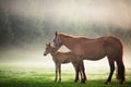 Mystic sunrise over the mountain. Wild horse grazing in the mead