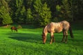 Mystic sunrise over the mountain. Wild horse grazing in the meadow, Bulgaria, Europe