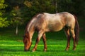 Wild horse grazing in the meadow, Bulgaria, Europe. Mystic sunrise over the mountain.