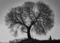 Mystic tree black and white - Cordoba Royalty Free Stock Photo