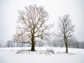 Mystic tree in fog on a dark winter day. Heavy misty clouds