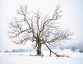 Mystic tree in fog on a dark winter day. Heavy misty clouds