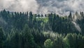 mystic trees in black forest, germany Royalty Free Stock Photo