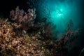 Mystic underwater reef scenery