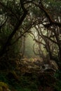 Mystic view of a forest with trees and mossy stones Royalty Free Stock Photo