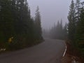 Mystic view of rural Edith Cavell Road in Jasper National Park, Alberta, Canada in the Rocky Mountains in dense forest.