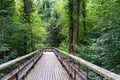 Mystic wood path in forest