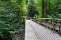 Mystic wood path in forest