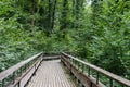 Mystic wood path in forest