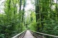 Mystic wood path in forest Royalty Free Stock Photo