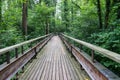 Mystic wood path in forest