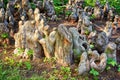 Mystical aerial roots of bald cypress as an abstract background