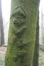 Mystical alien signs on a lost tree in the deep forest